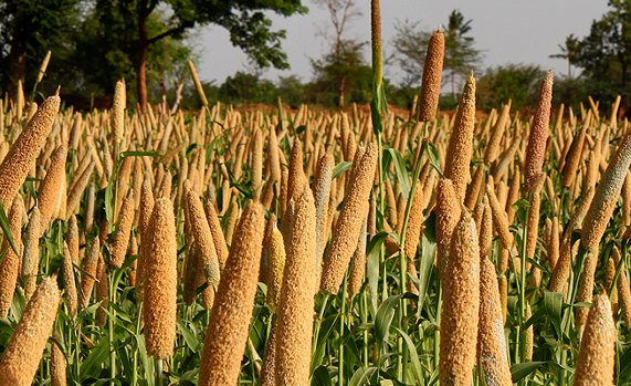 What Is Millet In Hindi : All You Need To Know It